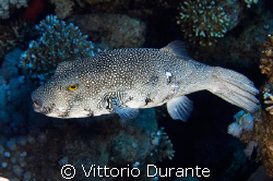 Arothron Hispidus by Vittorio Durante 
